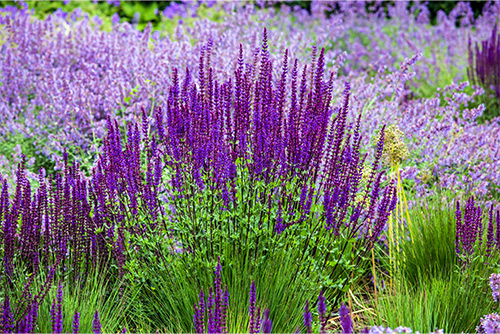Entretien jardin Senonches